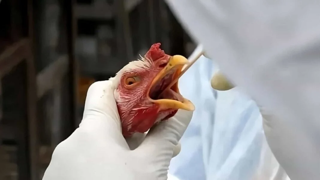 Após caso de gripe aviária no Brasil, Idiarn reforça medidas de segurança no RN