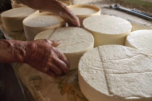 CEARÁ-MIRIM REGULAMENTA PRODUÇÃO E COMERCIALIZAÇÃO DE QUEIJOS ARTESANAIS DE LEITE CRU